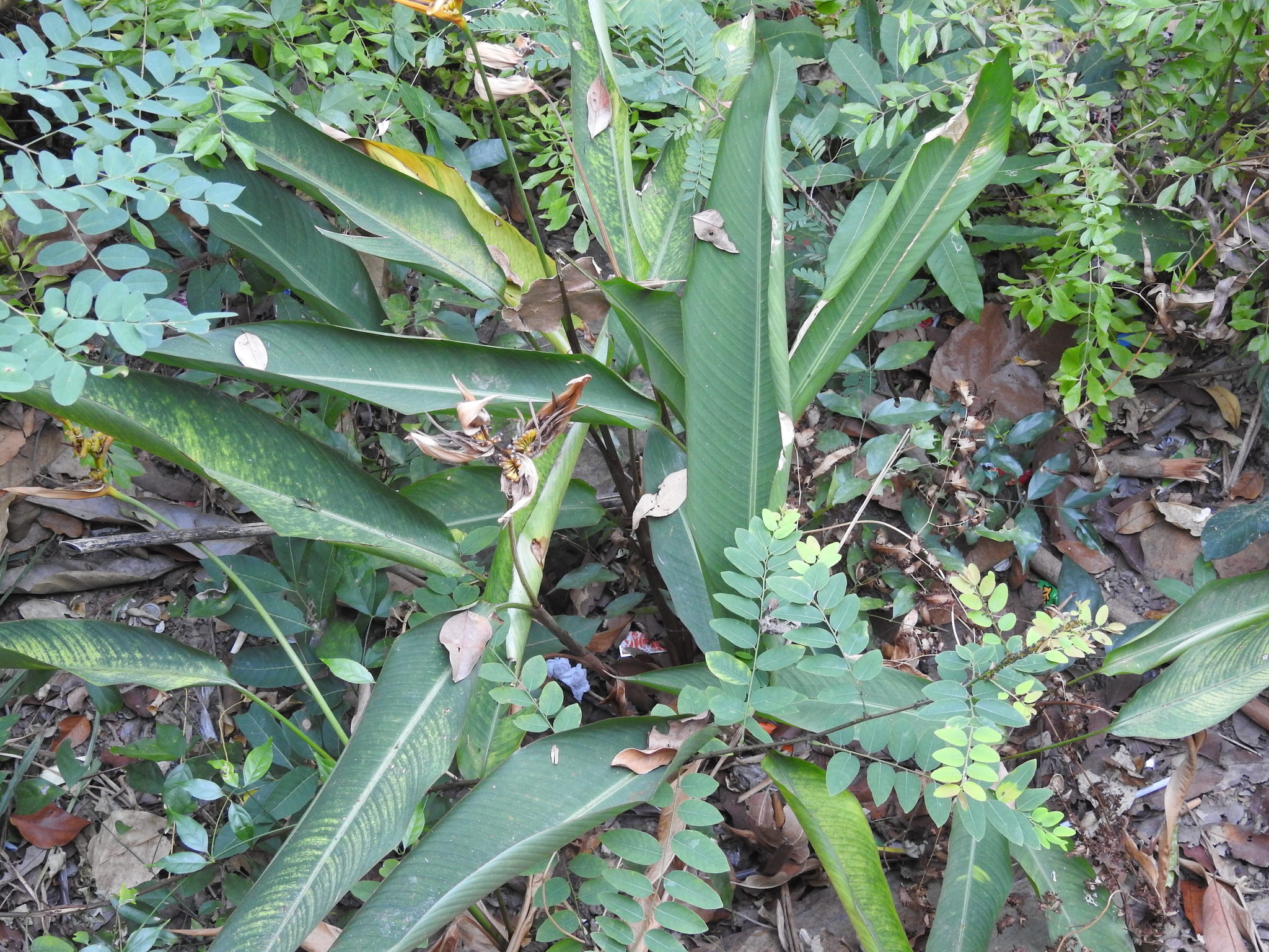 Heliconia psittacorum